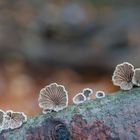 Schizophyllum