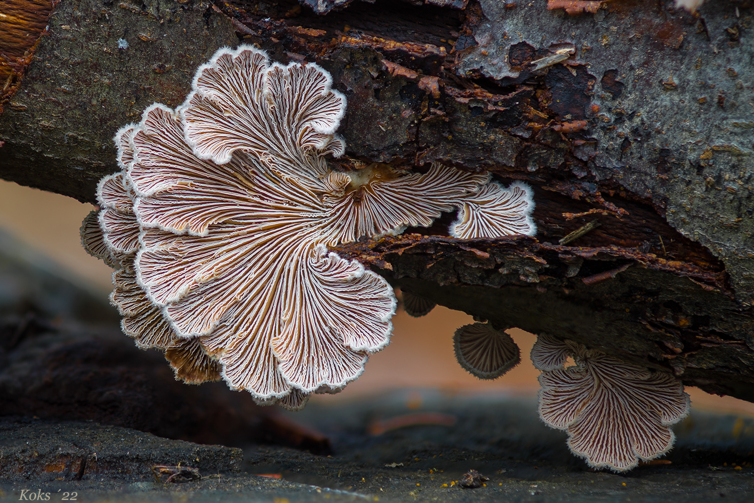 Schizophyllum 