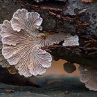 Schizophyllum 