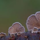 Schizophyllum 