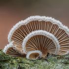 *Schizophyllum commune*