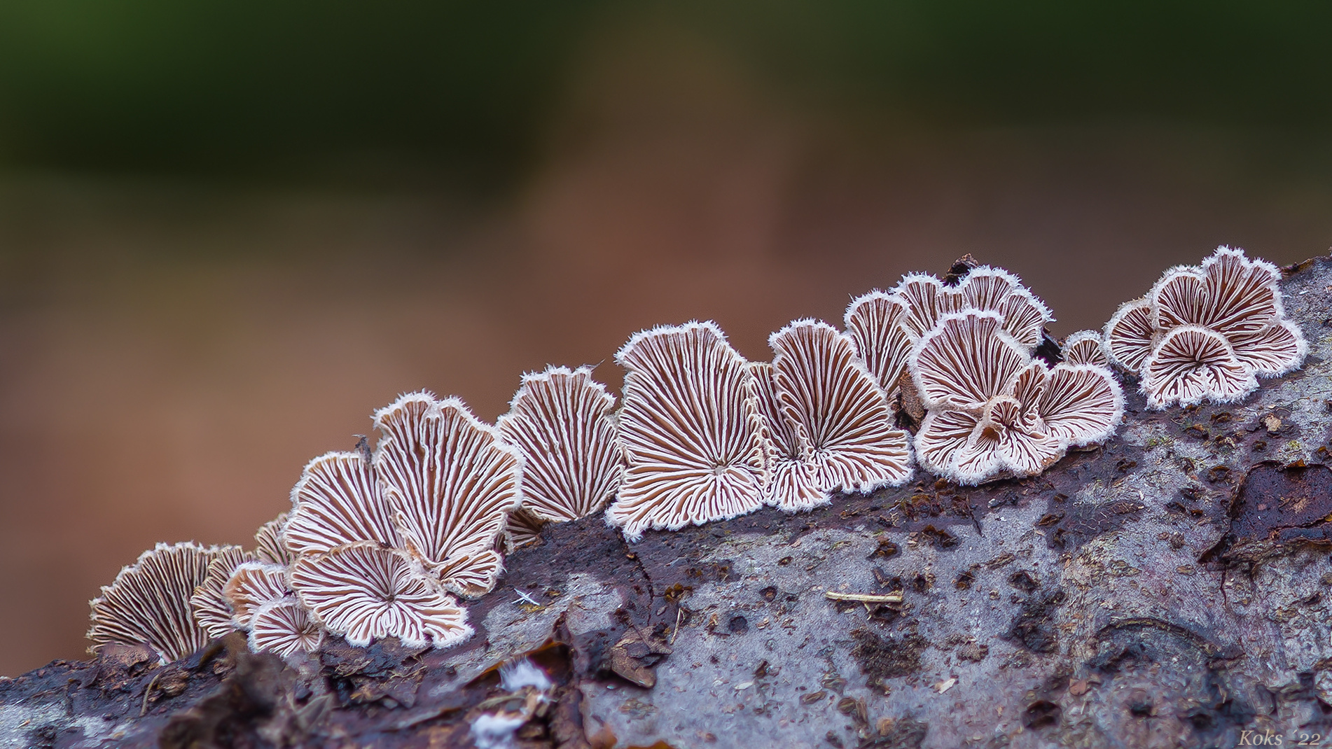 Schizophyllum commune