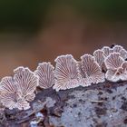 Schizophyllum commune