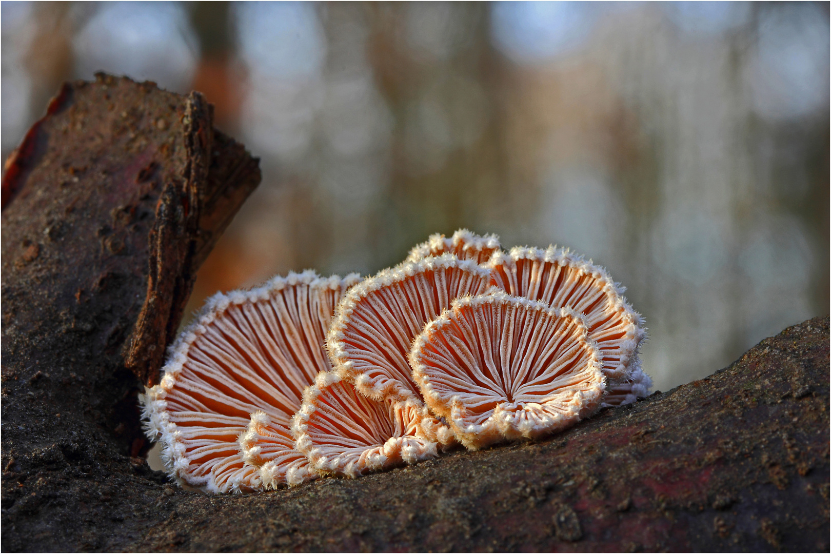 -Schizophyllum commune-