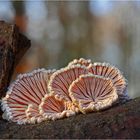 -Schizophyllum commune-