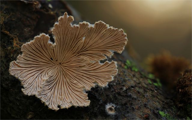 Schizophyllum commune