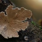 Schizophyllum commune