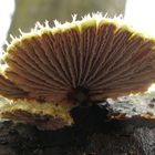 Schizophyllum commune