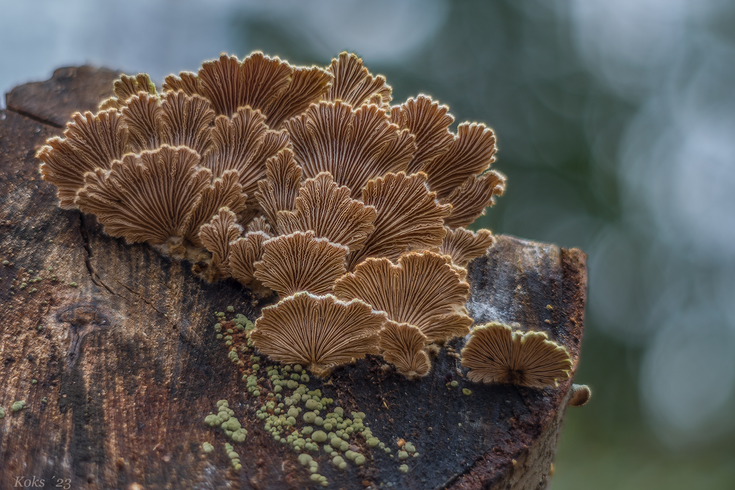 Schizophyllum commune