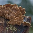 Schizophyllum commune