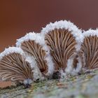 Schizophyllum commune