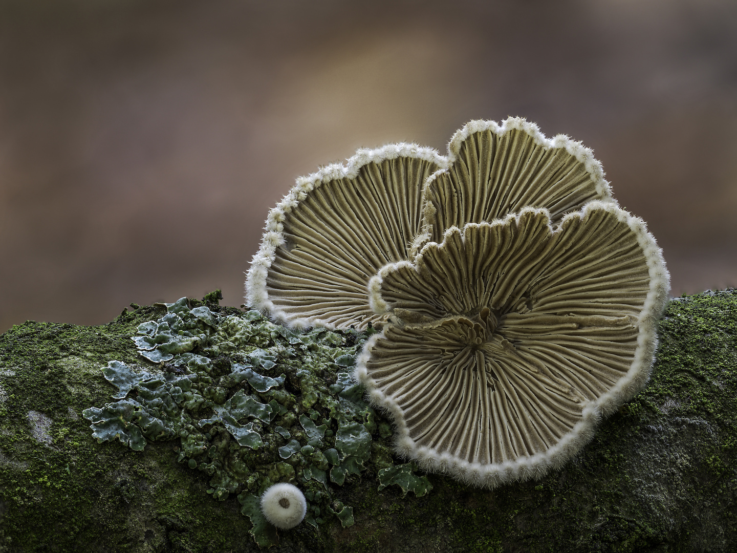 Schizophyllum commune