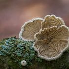 Schizophyllum commune