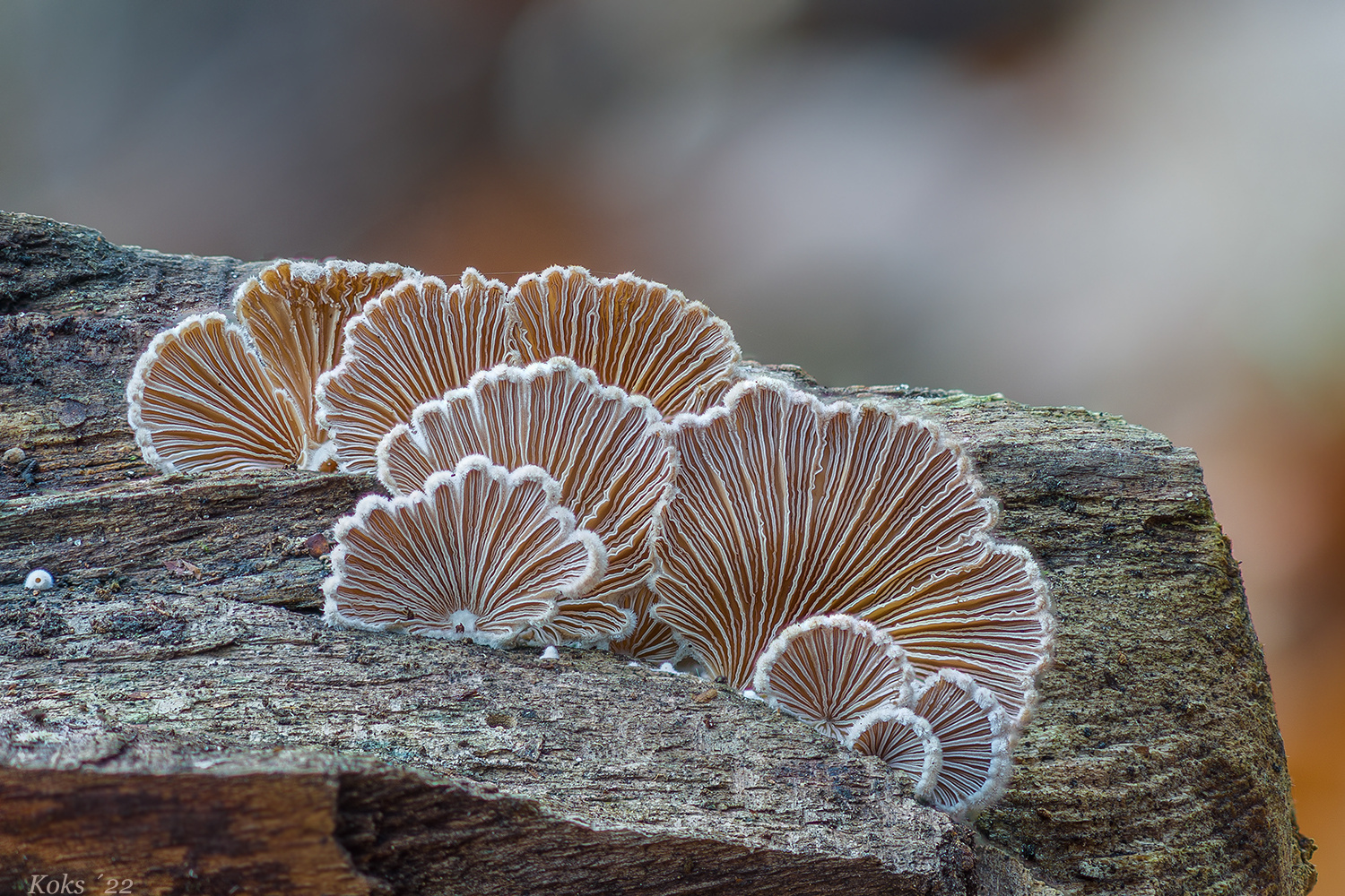 Schizophyllum commune Foto & Bild wald, makro, natur Bilder auf