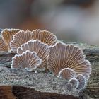 Schizophyllum commune