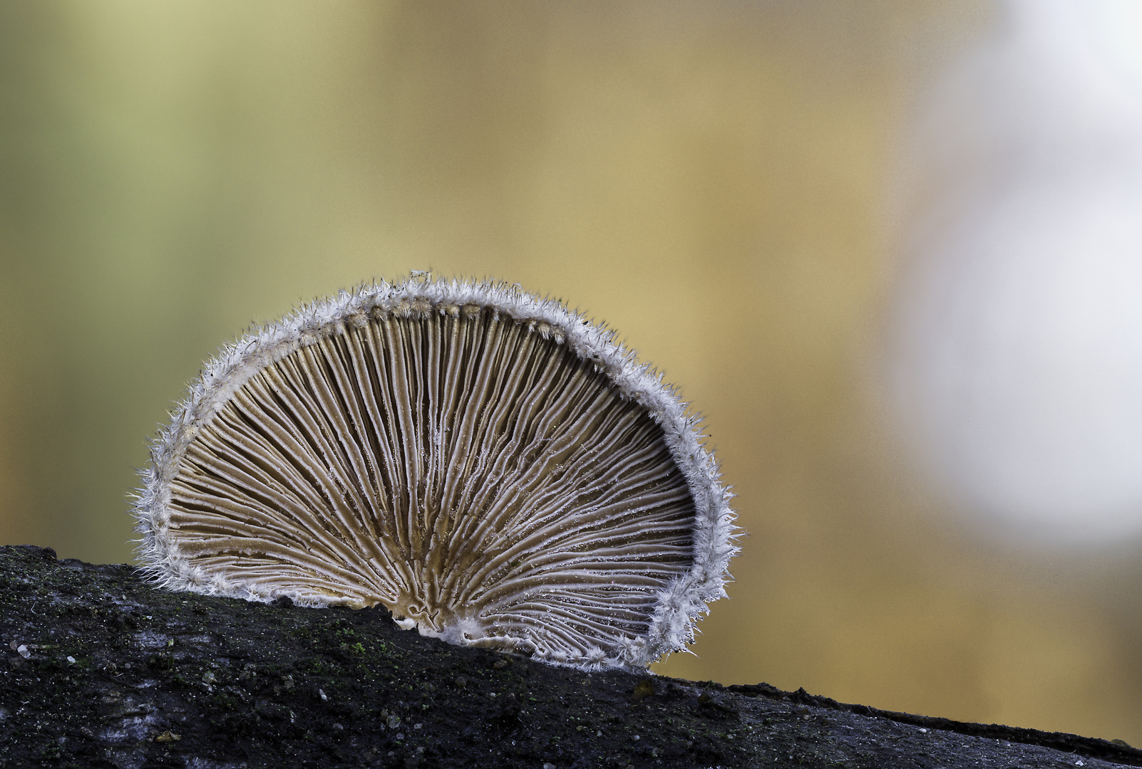 Schizophyllum commune