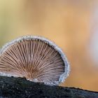 Schizophyllum commune