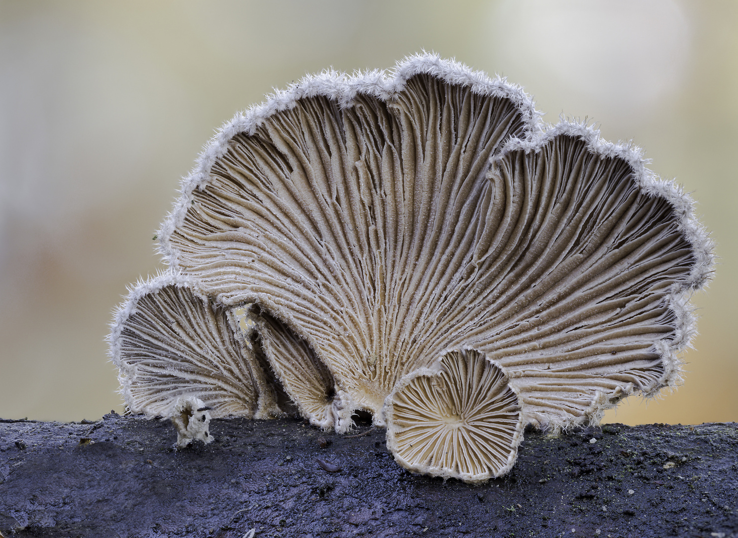 Schizophyllum commune 