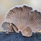 Schizophyllum commune 