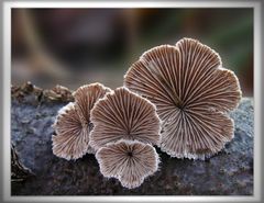 Schizophyllum commune...