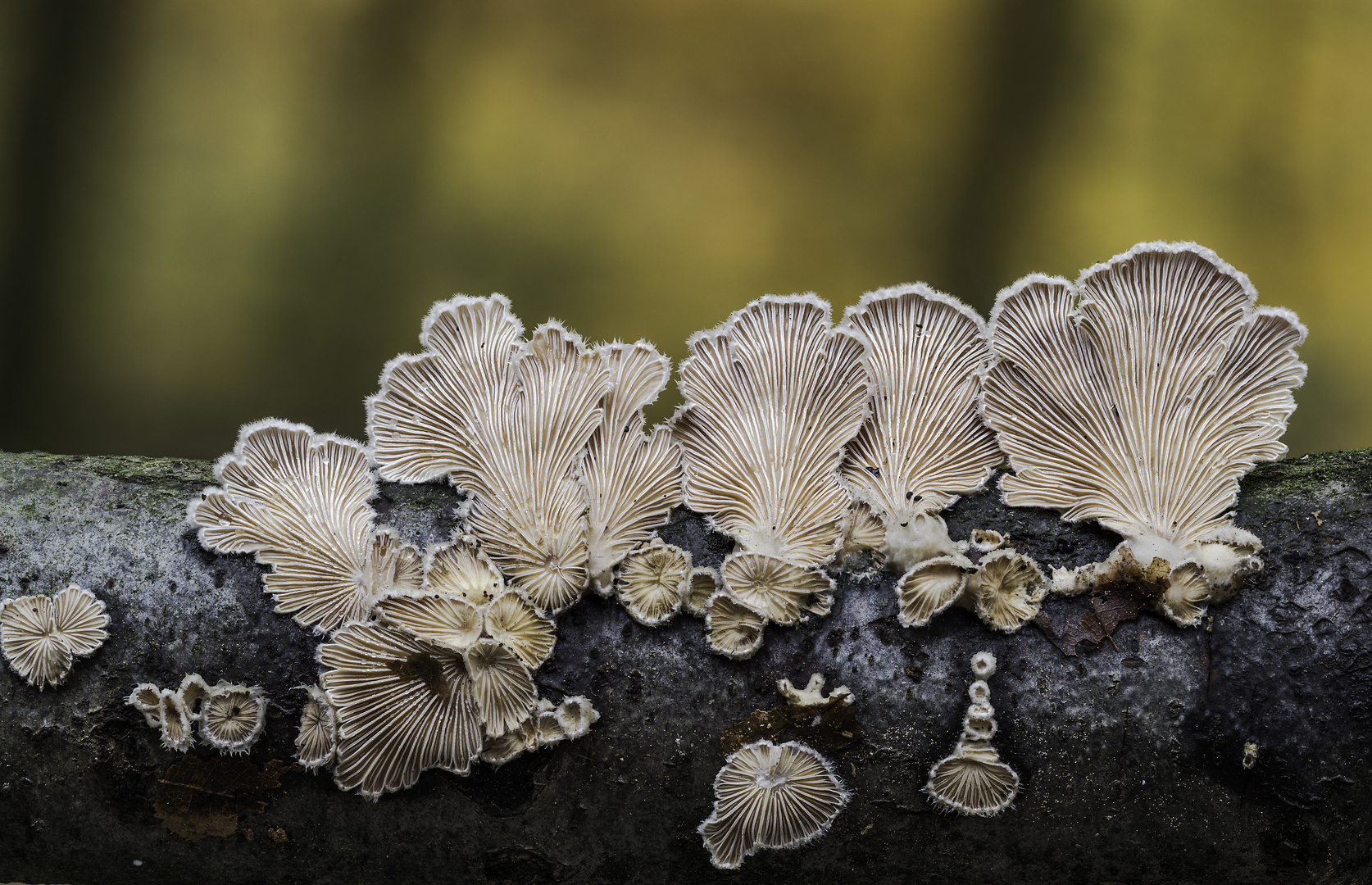 Schizophyllum commune