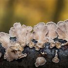 Schizophyllum commune