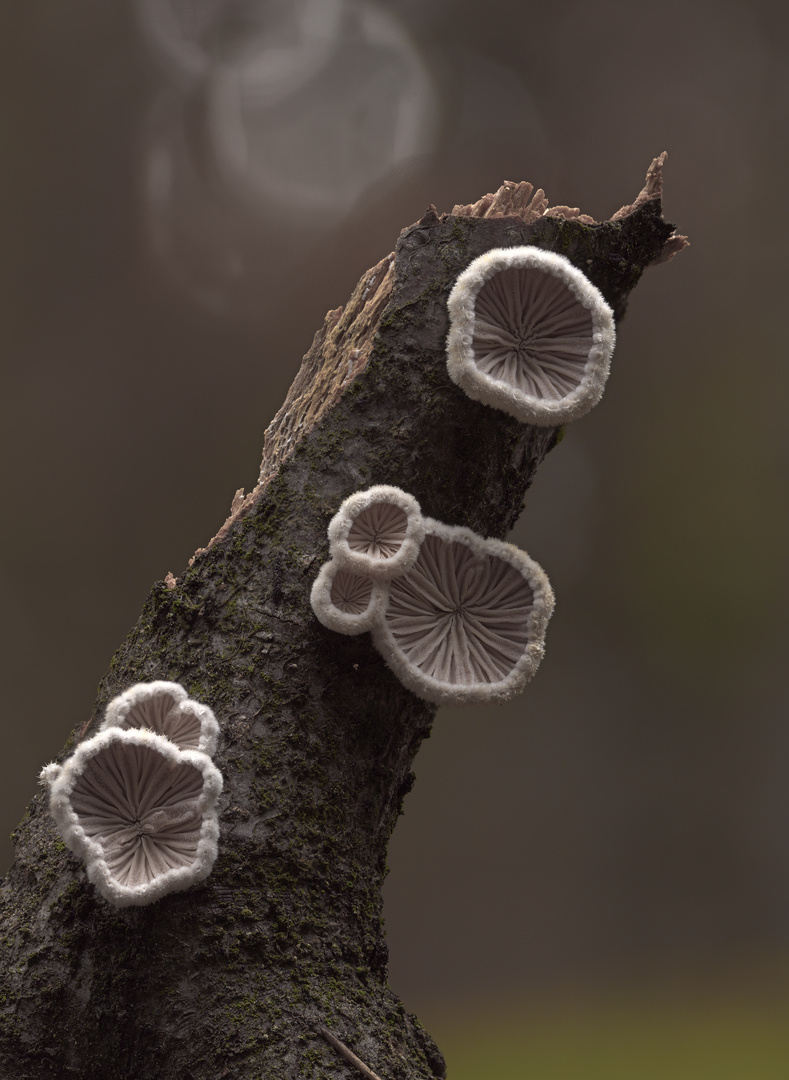 Schizophyllum commune