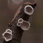 Schizophyllum commune