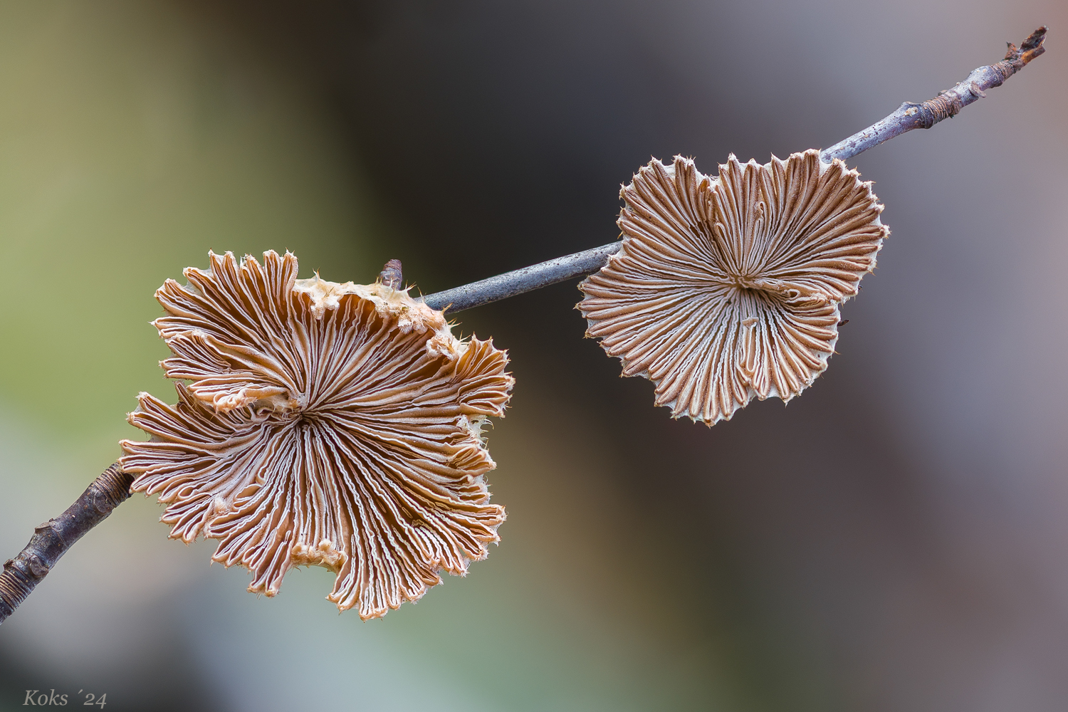 Schizophyllum commune