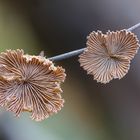 Schizophyllum commune