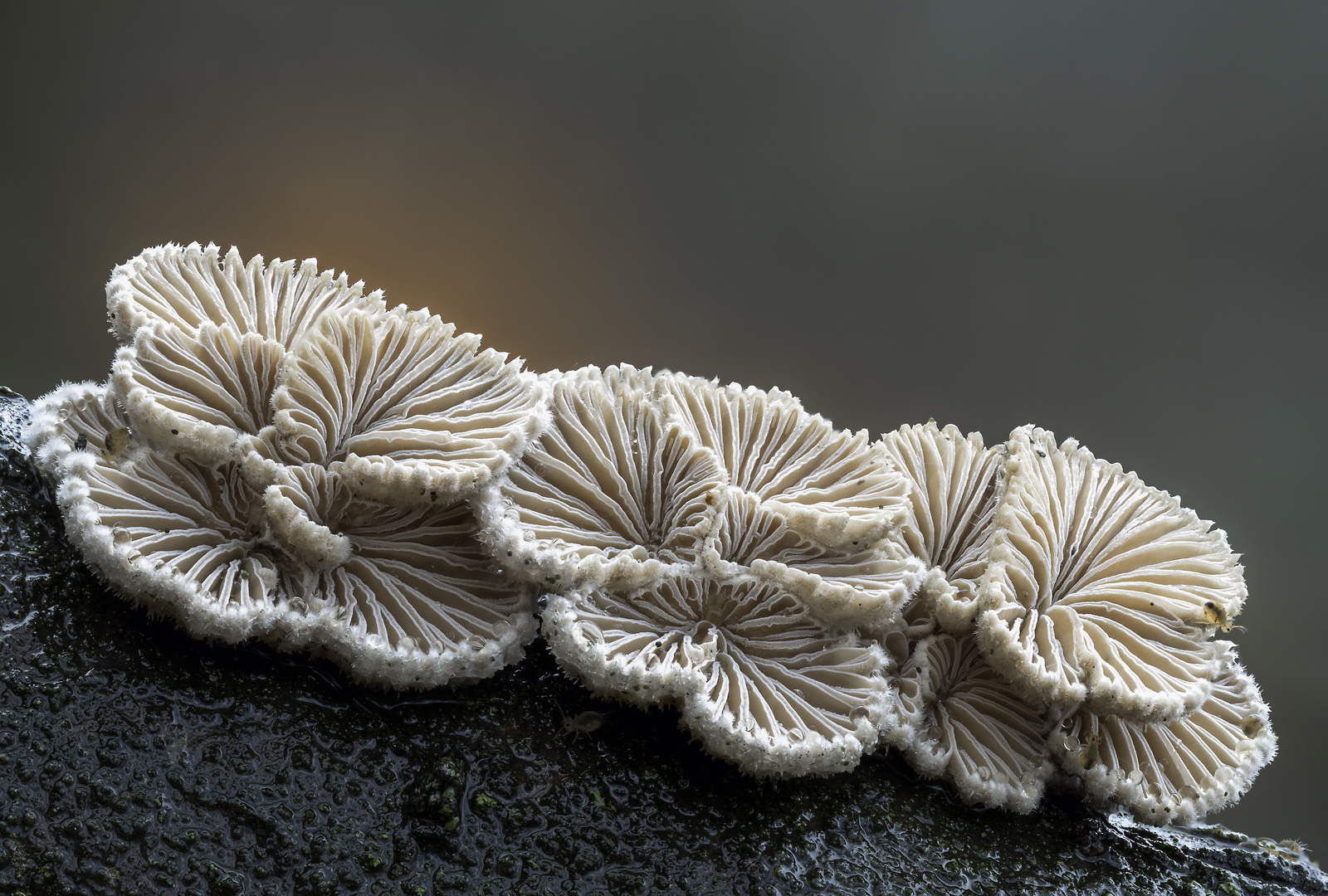 Schizophyllum commune