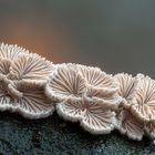 Schizophyllum commune