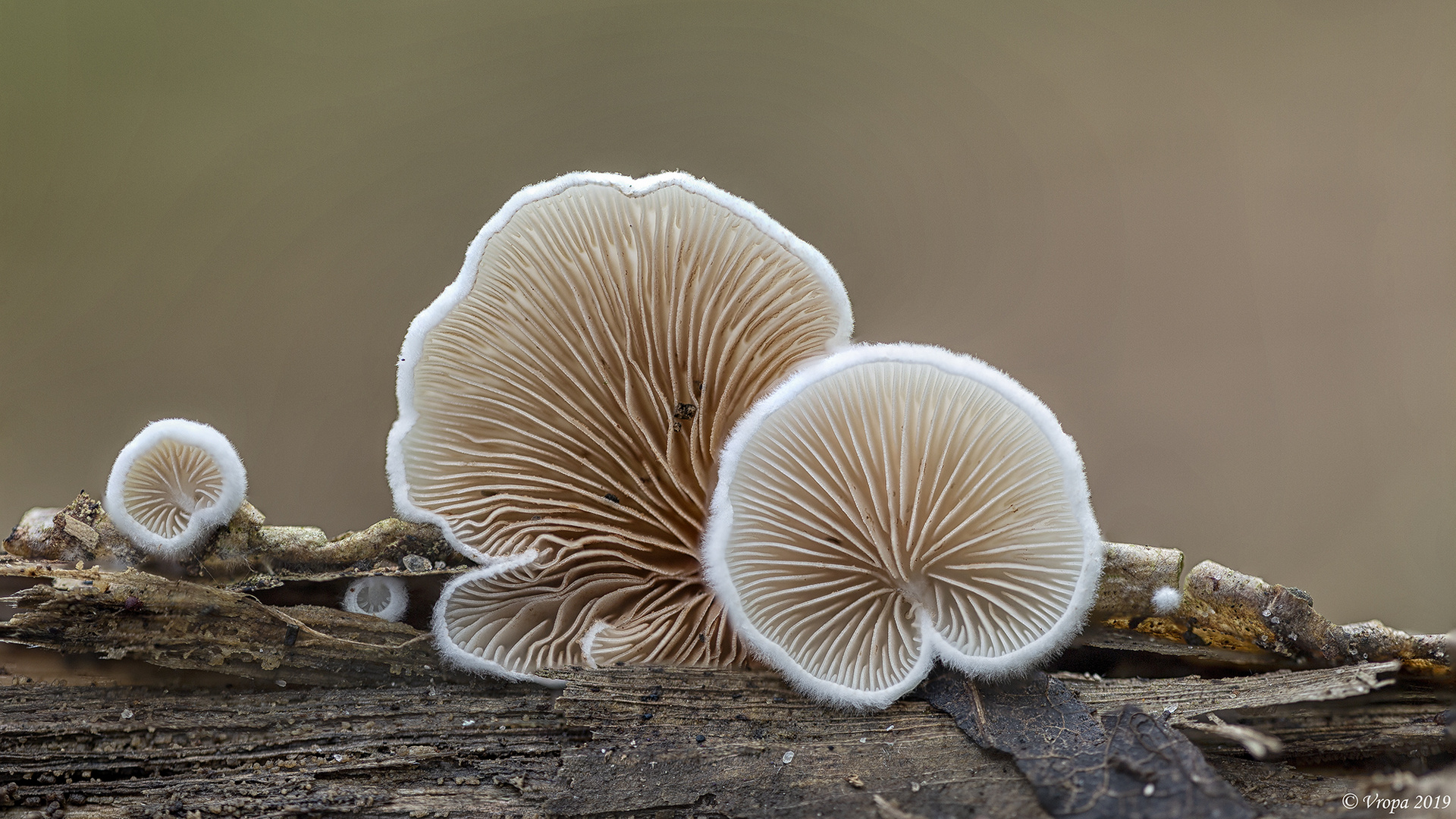 Schizophyllum commune