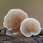 Schizophyllum commune