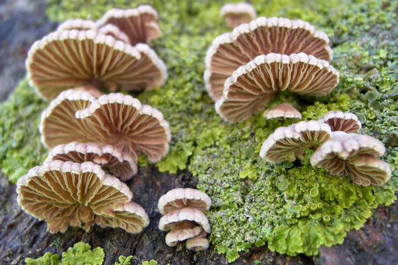 Schizophyllum commune