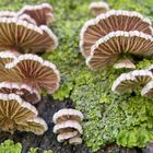 Schizophyllum commune