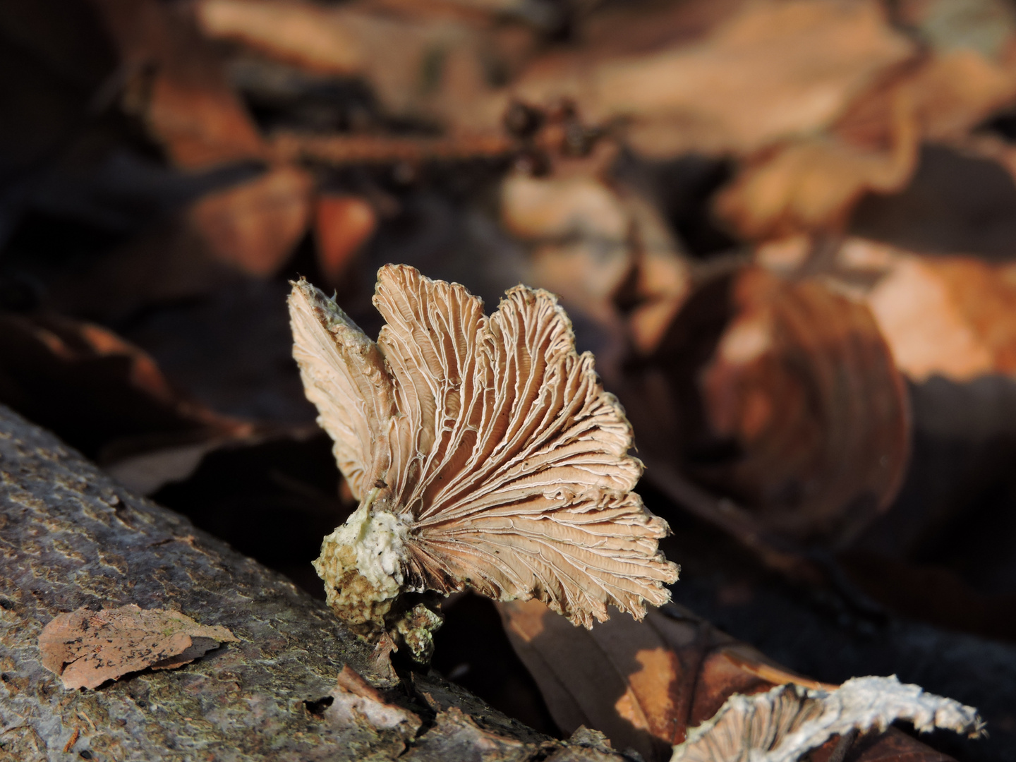 Schizophyllum commune