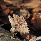 Schizophyllum commune