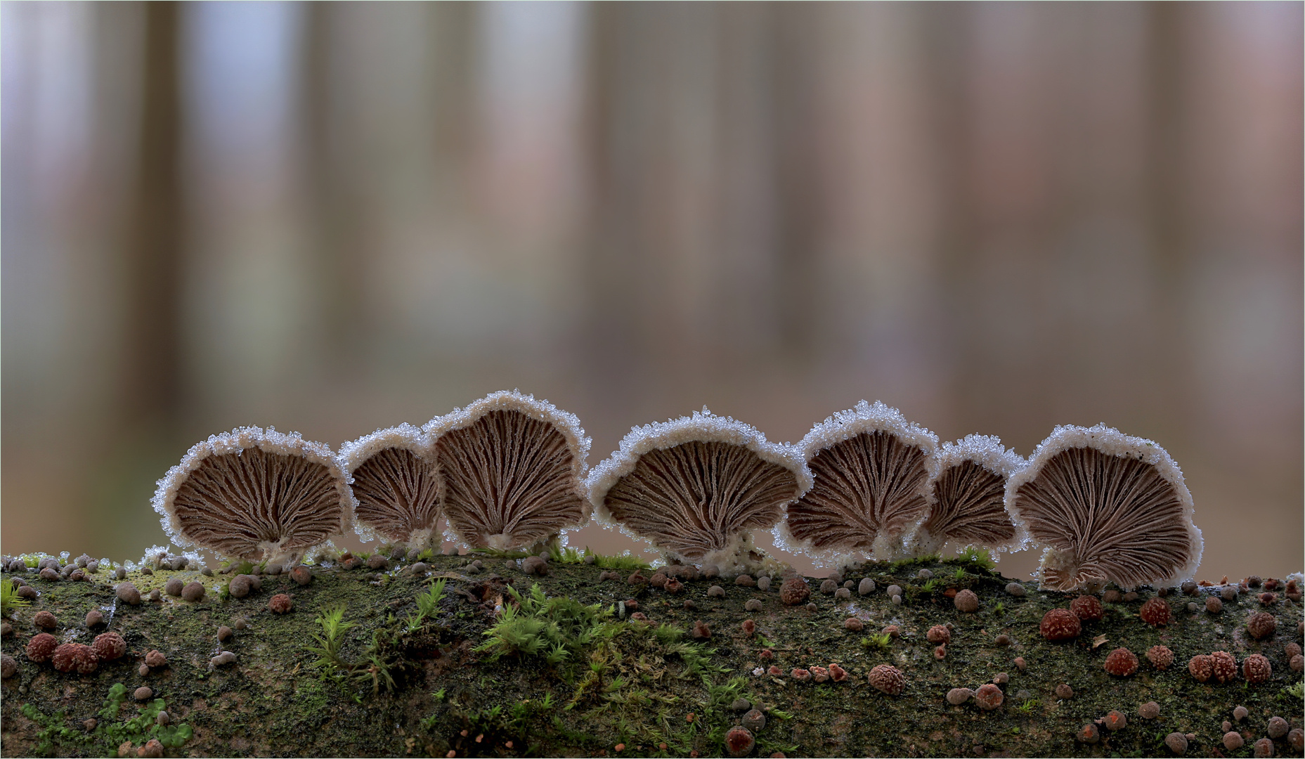 Schizophyllum commune.....1