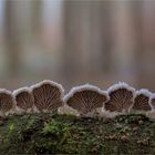 Schizophyllum commune.....1