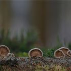 Schizophyllum commune…..2