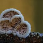 Schizophyllum commune…..3