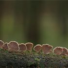 Schizophyllum commune…..4