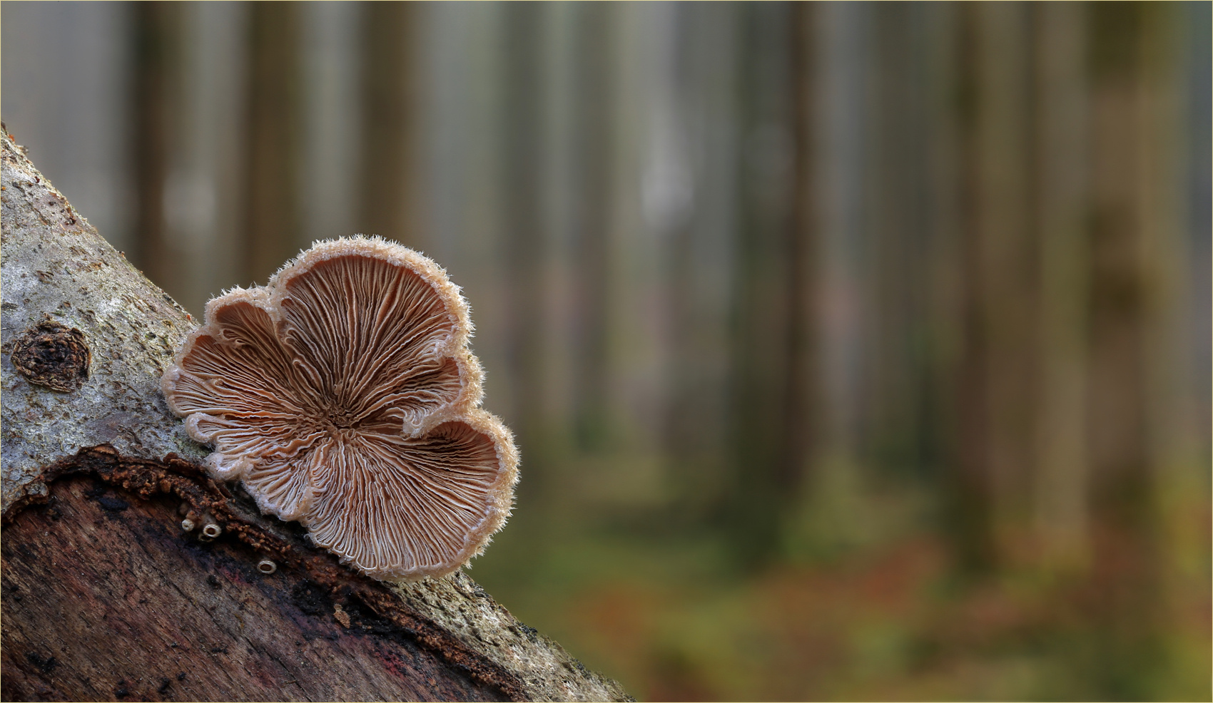 Schizophyllum commune…..6