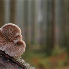 Schizophyllum commune…..6