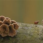 Schizophyllum commune…..8…..=: Blickkontakt :=