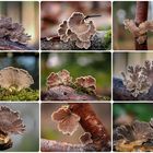 Schizophyllum