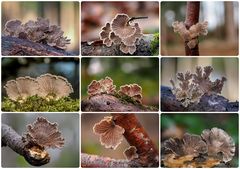 Schizophyllum