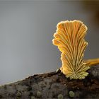 Schizophyllum I