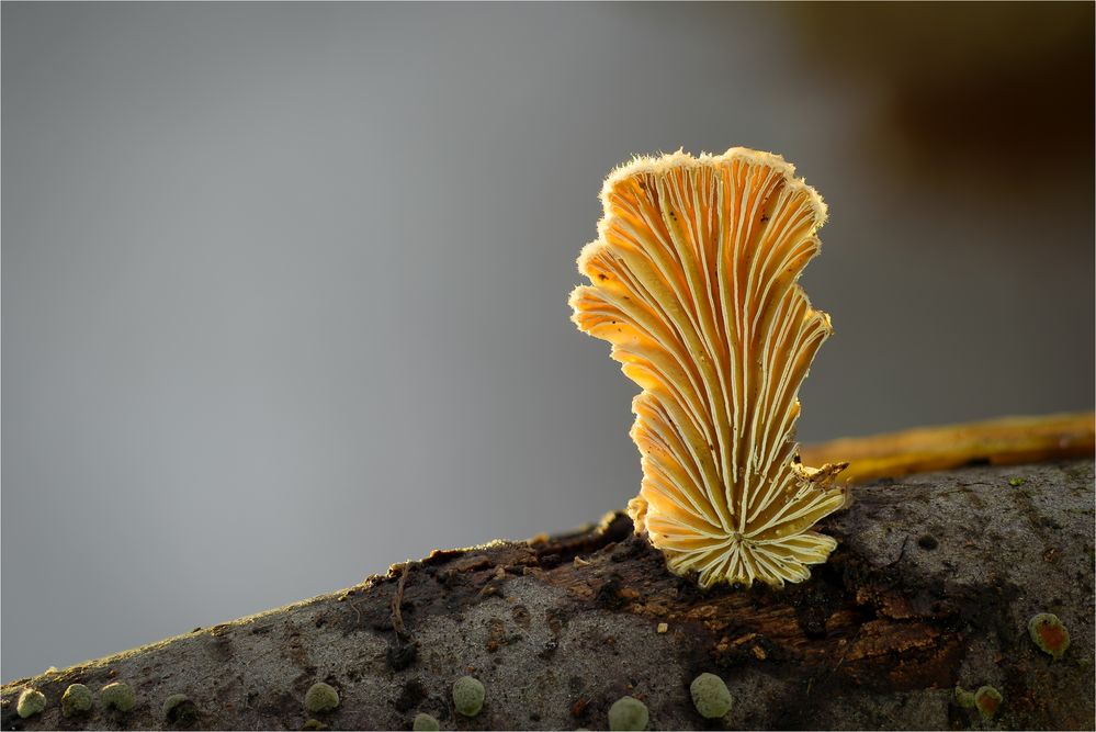 Schizophyllum I